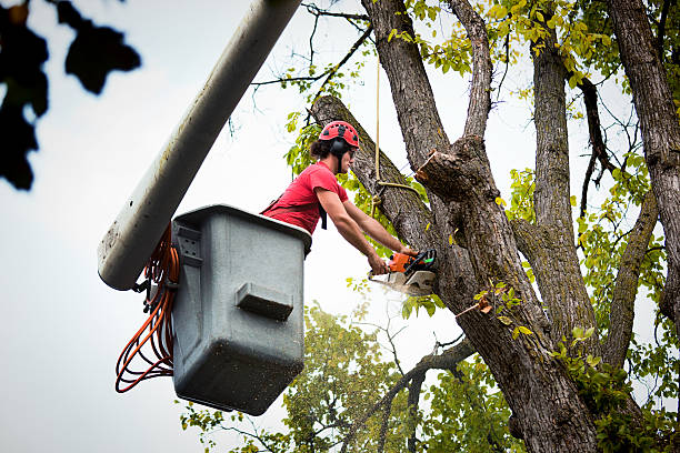 How Our Tree Care Process Works  in Hamilton, IN